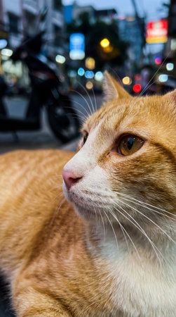 An orange tabby cat lies with a blurred street behind. The cat's face is in focus, showing its whiskers and eyes, in an urban environment.の素材