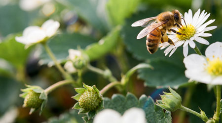 a bee is collecting pollen from a white flower with a yellow center, surrounded by green leaves and unripe strawberries in a garden setting.の素材