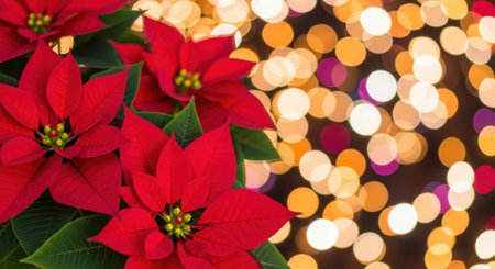 A vibrant image featuring bright red poinsettias in the foreground, contrasted against a soft, blurred background of warm, golden bokeh lights, evoking a festive Christmas atmosphere.の素材