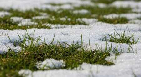 A close up view of fresh green grass emerging from a blanket of white melting snow. This image symbolizes the transition from winter to spring and the resilience of nature.の素材