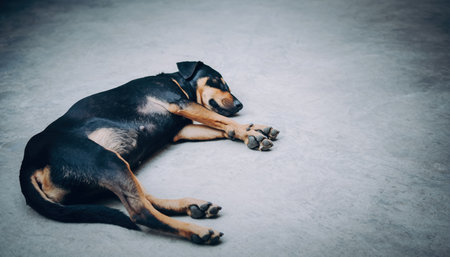 A black and tan dog is sleeping on a light gray concrete surface. The dog is lying on its side with its eyes closed and paws relaxed.の素材