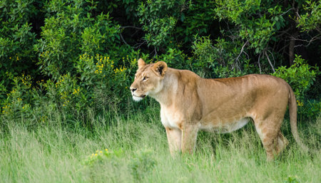A powerful lioness surveys her surroundings in the vibrant green grasslands of the African savanna, a symbol of wild beauty and strength.の素材