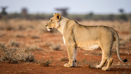A powerful lioness surveys her territory in the vast African savanna, embodying the wild spirit of the continent.の素材