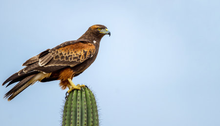 A majestic Golden Eagle rests on top of a tall Saguaro cactus, its sharp talons gripping the ribbed surface. The birds golden-brown plumage stands out against the clear blue sky.の素材