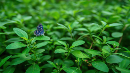 A small, delicate blue butterfly is perched on a vibrant green leaf, surrounded by a dense background of foliage.の素材