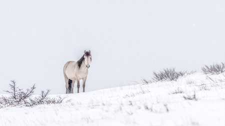 A beautiful white horse with a dark mane stands on a snowy hill, surrounded by sparse winter vegetation.の素材