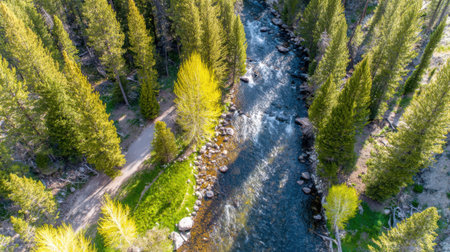 An overhead drone shot captures a winding river amidst a dense forest, showcasing the vibrant green of the trees and the clear, flowing water.の素材