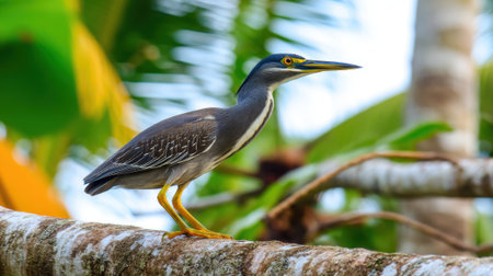 A striking Striated Heron with sharp features and yellow legs rests on a textured tree branch, surrounded by vibrant tropical foliage.の素材