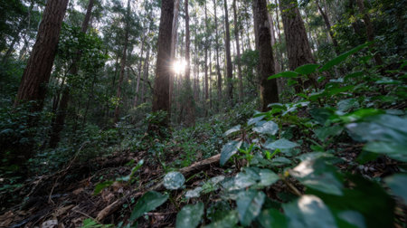 A serene forest scene with sunbeams piercing through tall trees, illuminating vibrant green undergrowth.の素材