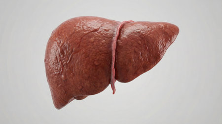 Anatomical depiction of a human liver, showcasing its structure and form, ideal for medical or educational purposes.の素材
