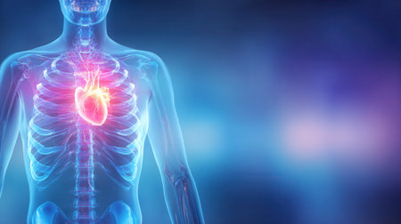 A glowing red human heart is depicted within a transparent anatomical model, highlighting the circulatory system and medical science.の素材