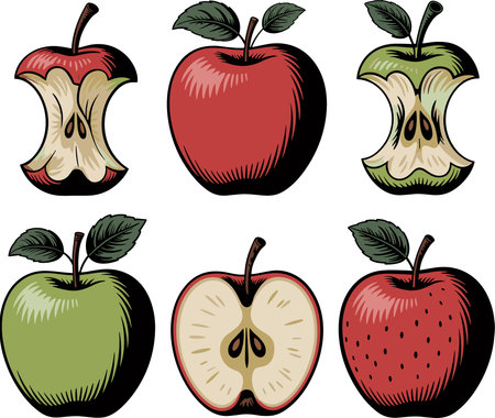 Set of apple fruit icons. Vector illustration ready for vinyl cutting.のイラスト素材