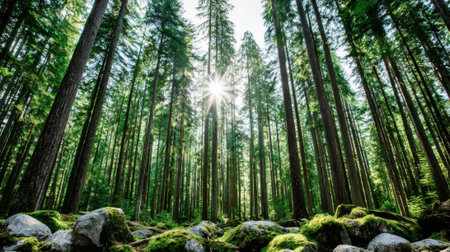 A breathtaking low angle view of sunlight bursting through the canopy of towering trees in a serene, ancient woodland. The forest floor is covered in green moss and rocks.の素材