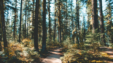 A tranquil woodland scene featuring a narrow dirt path amidst towering conifers. The forest floor is covered in lush greenery, bathed in beautiful dappled sunlight.の素材