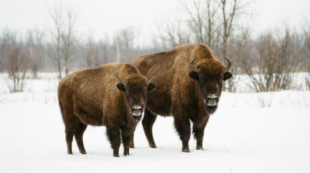A pair of wild European bison, also known as wisent, stand side by side in a pristine, snow-covered field during a cold winter day with bare trees in the background.の素材