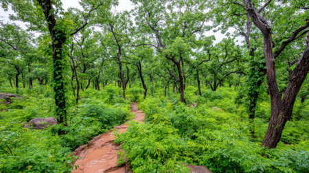 A scenic pathway meanders through a lush jungle during the rainy season. The vibrant green foliage and trees create a peaceful and wild natural atmosphere.の素材
