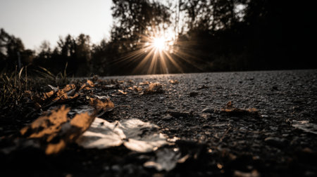Serene woodland trail covered in fallen orange leaves with sunlight rays filtering through tall trees during golden hourの素材