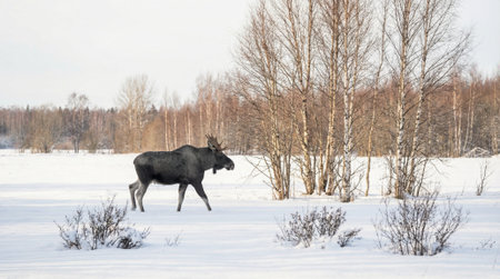 A wild moose, Alces alces, walks through deep snow in a winter landscape. A forest of bare birch trees stands in the background under a white sky.の素材
