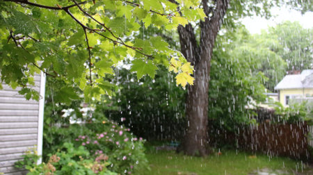 A tranquil scene of a rainy day with raindrops falling on vibrant green leaves and trees in a suburban garden. The wet foliage and grass create a fresh, natural atmosphere.の素材