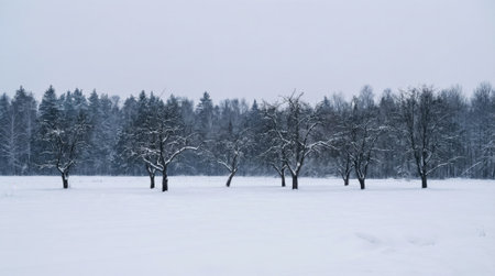 A tranquil winter scene featuring a vast snowy field with a line of bare trees in the foreground and a dense evergreen forest in the background under an overcast sky.の素材
