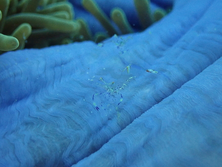 Anemone Common Shrimpの写真素材