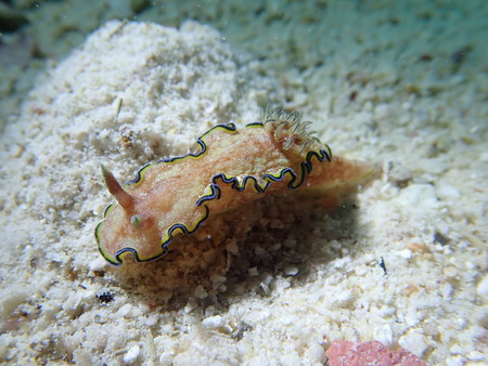 Glossodoris cincta Nudibranchの写真素材