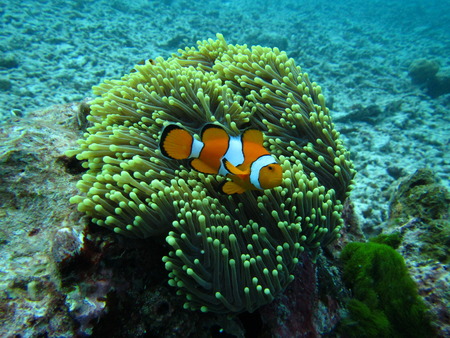 False Percular Clownfishの写真素材
