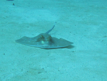 Bluespotted Stingray