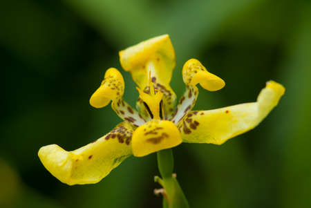 Close up yellow ground orchid.の写真素材