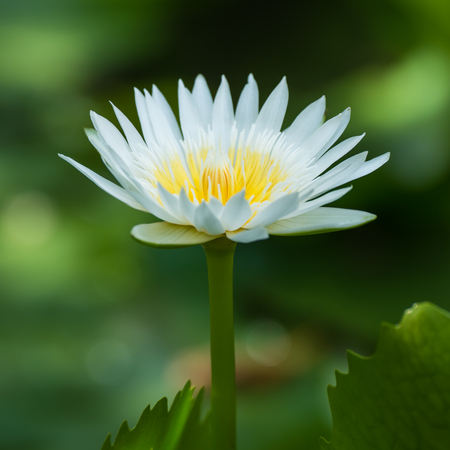White lotus flower.の写真素材