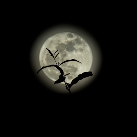 Silhouette of treetop on full moon backgroundの写真素材