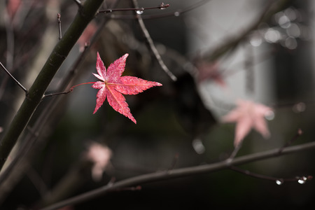 Maple leaf and branch in autumn. Oshino Hakkai,Japan.の写真素材