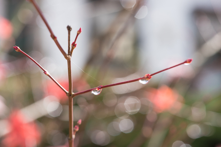 Close up raindrop on maple branch with bokeh.の写真素材