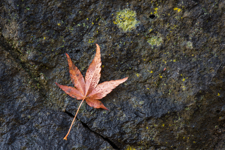 Close up maple leaf fall on stone wall.の写真素材