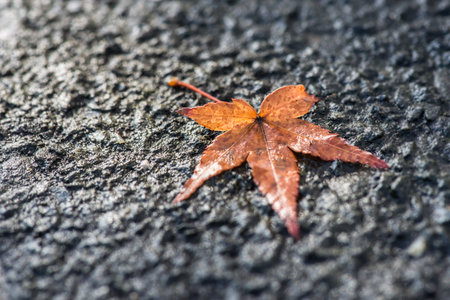 Macro of maple leaf fall on pavement.