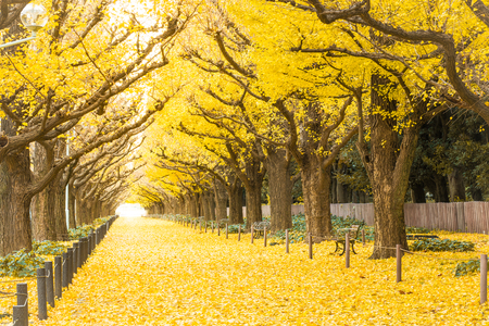 Yellow ginkgo trees and yellow ginkgo leaves at Ginkgo avenue.(Icho Namiki) Tokyo,Japan.の写真素材