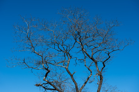 Branch of dry tree on blue sky.の写真素材