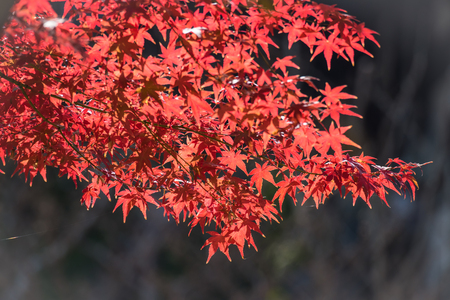 Colorful of maple leaves in autumn.の写真素材