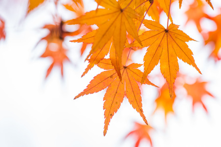 Orange maple leaf and branch in white background.の写真素材