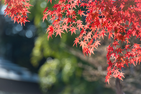 Colorful of maple leaves in autumn.の写真素材