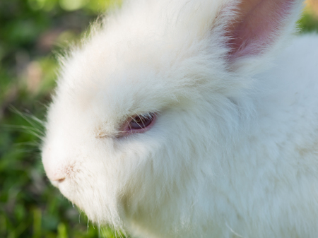 Close up white rabbit face.の写真素材
