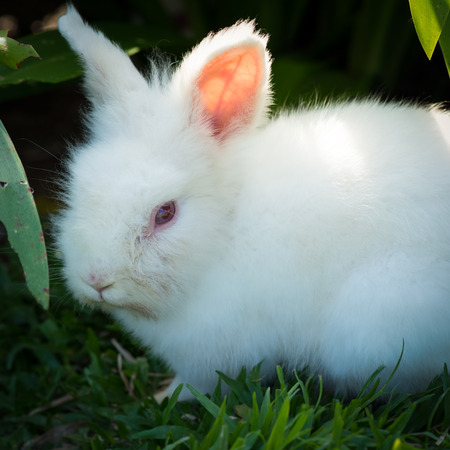 Little white rabbit in garden.の写真素材
