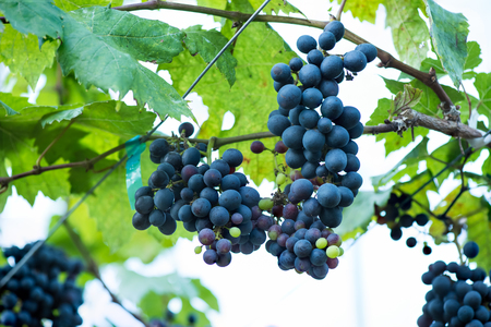 Bunch of grapes in vineyard.Planted in Chiang Rai, Northern Thailand.の写真素材