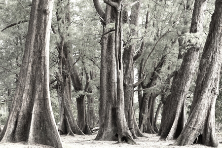 Aged Pine Wood Forest against Wind from Ocean beach, abstract look bark, brach and tree body, Evergreen Casuarina equisetifolia. Fade color conceptの写真素材