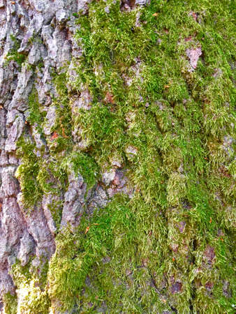 Detailed Closeup Of Brown Tree Bark With Mossの写真素材