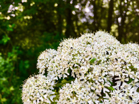 Detailed Closeup Of Whitebeam Blossom With Green And Black Insects On It
