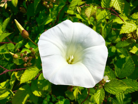 A Large White Hedge Bindweed Flower Closeup In Green Bush