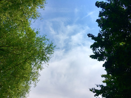 Light Green Tree Facing Dark Green Tree With Blue Sky In The Background