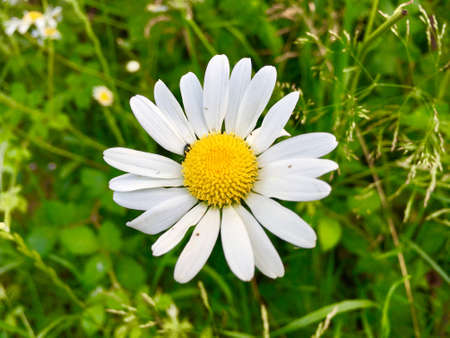 Detailed Closeup Of Single Daisy Flowerの写真素材