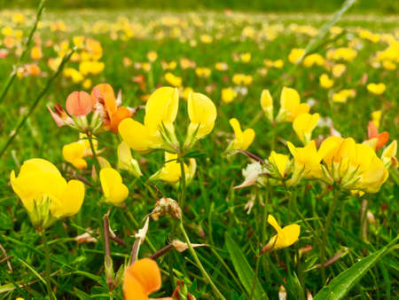 Closeup View Of Field Full Of Buttercupsの写真素材